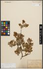 Foto von Salix starkeana Willd.